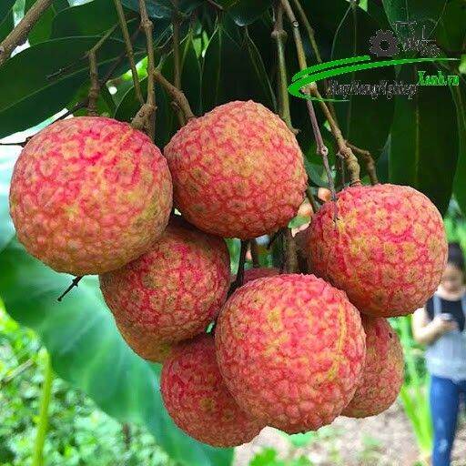 Vải Không Hạt -SHU Farm (cho trái sớm)
