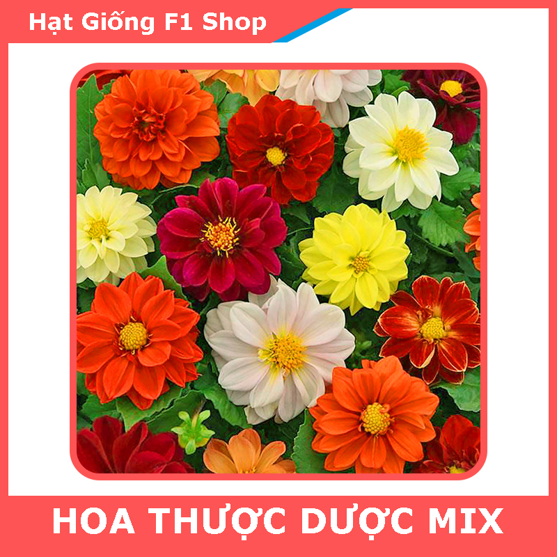 Hạt Giống Hoa Thược Dược Nhiều Màu Rực Rỡ (048.F1)