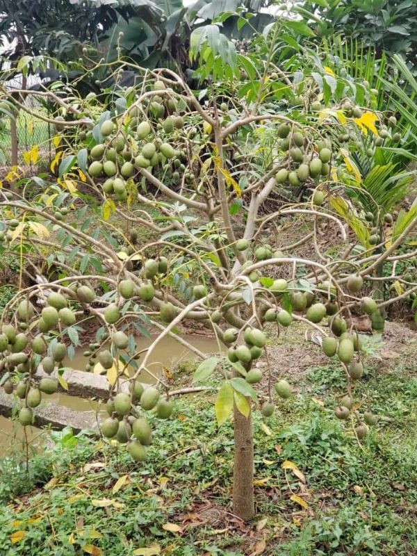 Cây giống cóc thái siêu quả