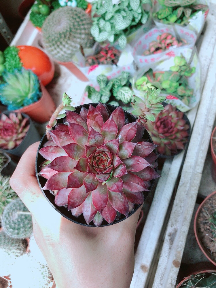 Sen Đá Phật Bà Đỏ