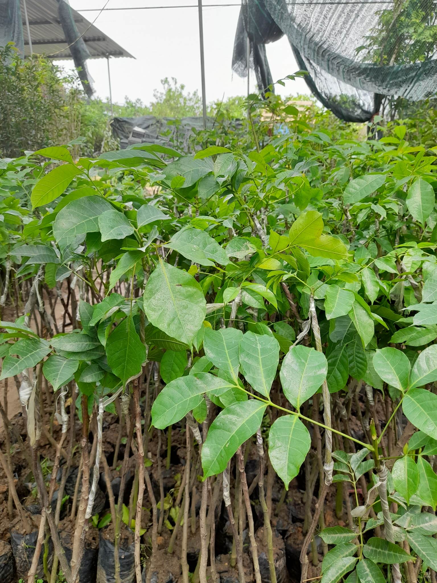 Giống Trám Đen-Cây Ăn Trái+Tặng kèm phân bón