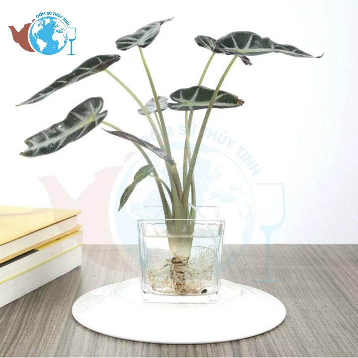 [HCM]Hồ cá vuông 10 cm x 10 cm