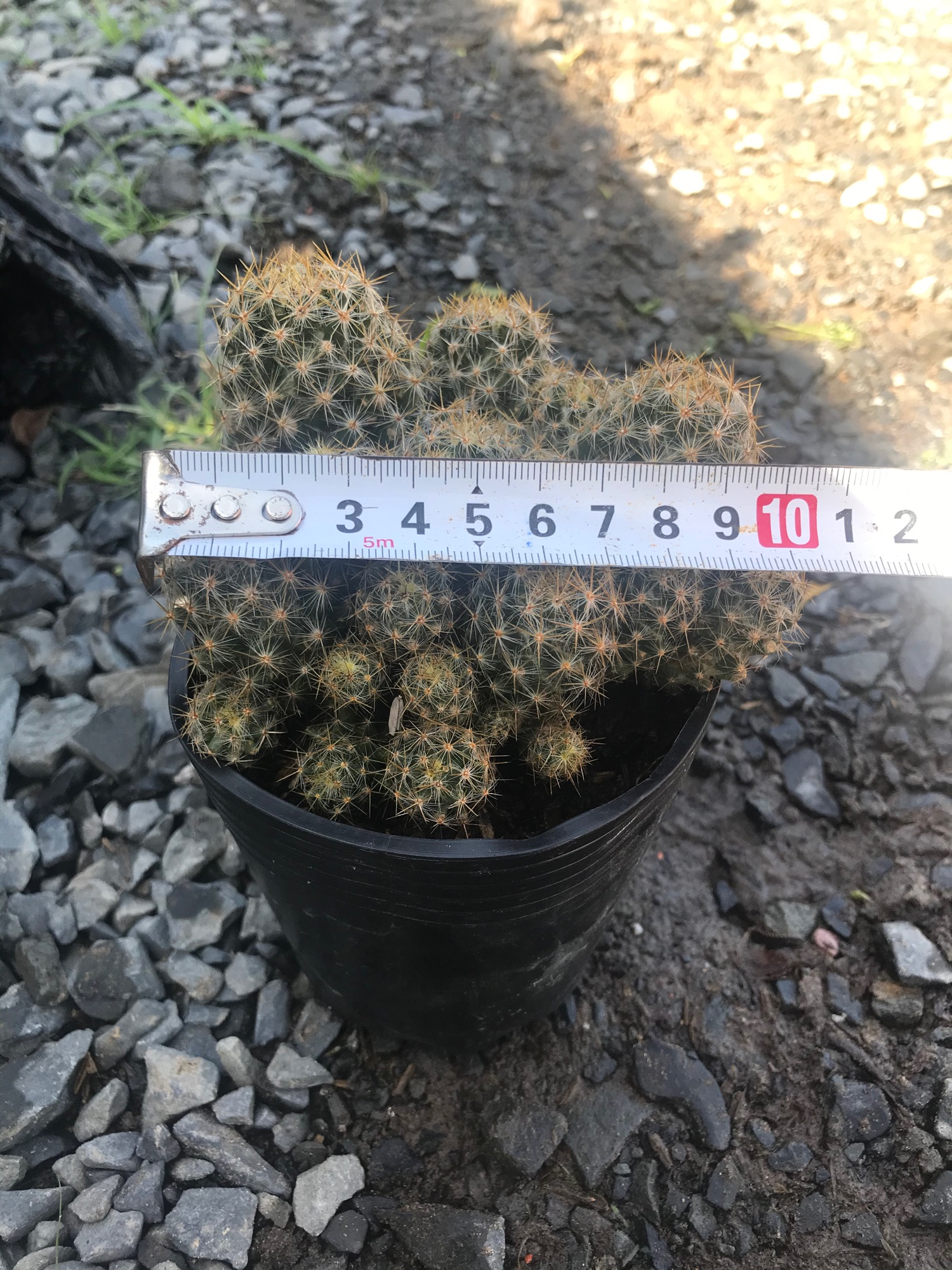 Xương rồng + tặng phân bón cho cây