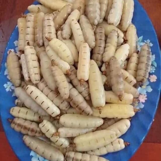 Mối Chúa (Size Đại 10 Con)