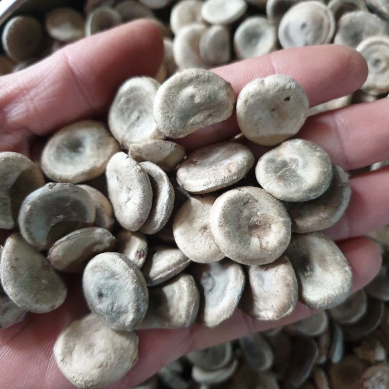 Hạt mã tiền khô 500g - tấn phát