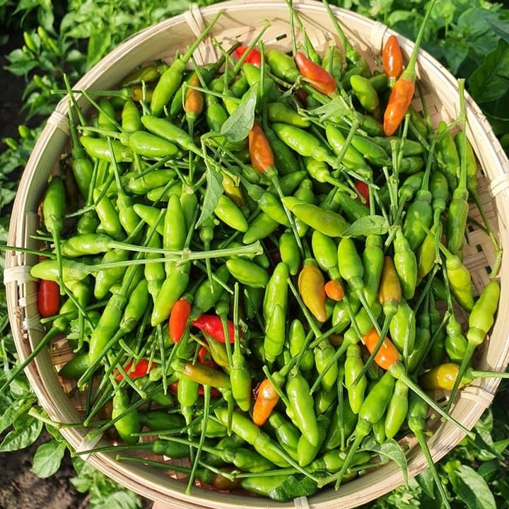 Giống ớt xiêm rừng Rd (0.2g)
