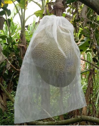 50 túi bao trái mít 50cm x 70cm - lưới mùng dai carô