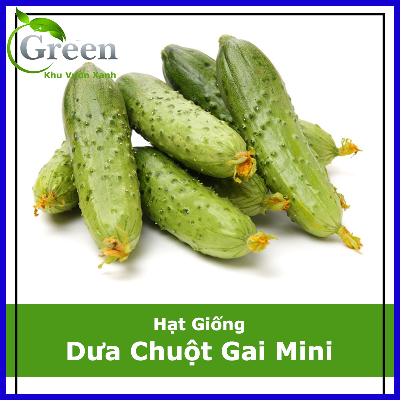 Hạt Giống Dưa Chuột Gai Mini