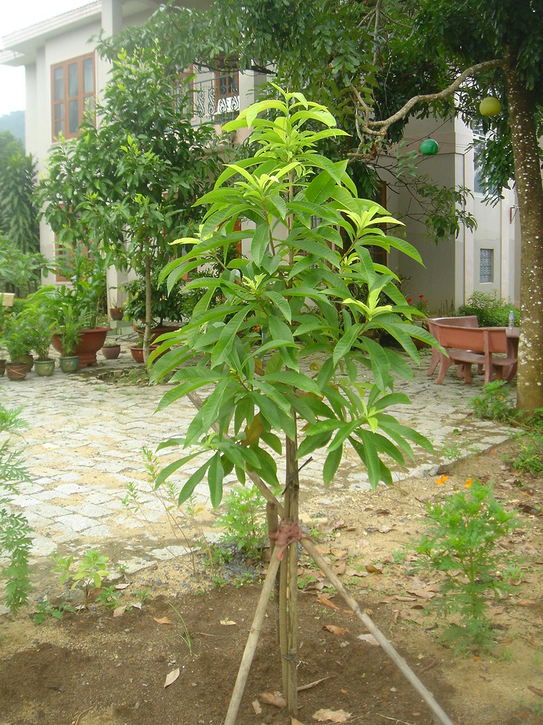 CÂY SALA, cây hoa vô ưu ( CÂY NGỌC KỲ LÂN , CÂY ĐẦU LÂN )- cây cao 2m