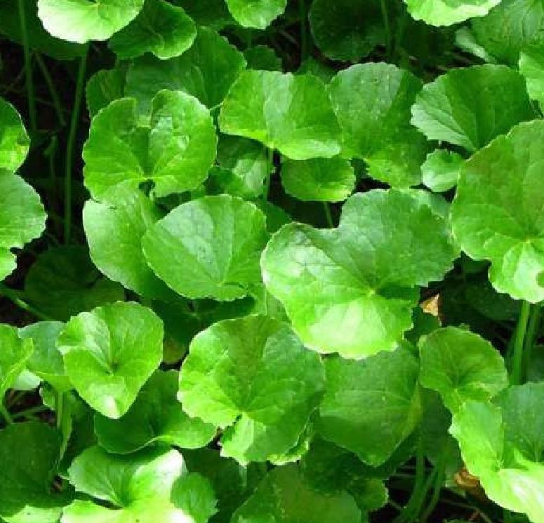 Hạt giống rau má Việt Nam - 2gram ( 3500 hạt)