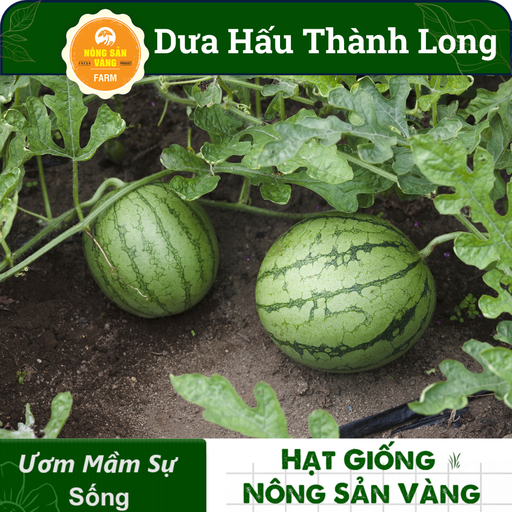 Hạt Giống Dưa Hấu Thành Long (Dưa Mĩ) ( Gói 10 Hạt), siêu ngọt, siêu ngon - Nông Sản Vàng