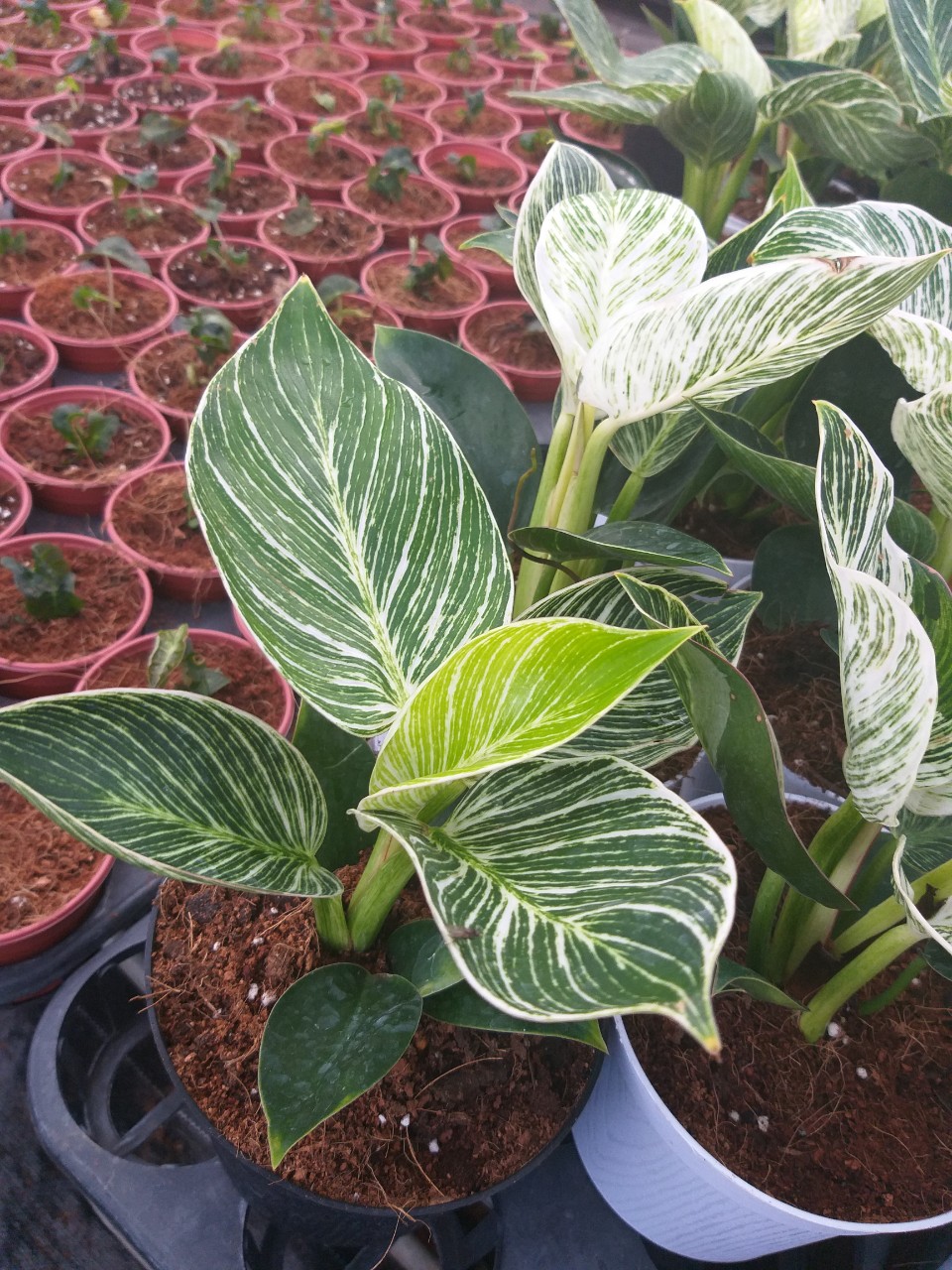 Cây đế vương Kim Cương- Philodendron birkin