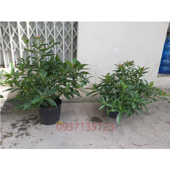 [HCM]cây mai thái đỏ