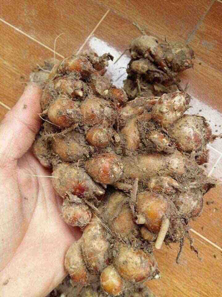 1kg Củ địa liền tươi củ to ( xá kiếng/ xá kén)