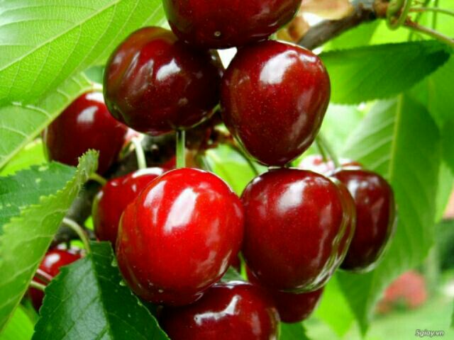 Cây giống cherry anh đào trồng chậu