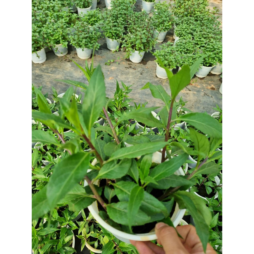 Chậu cây rau rừng