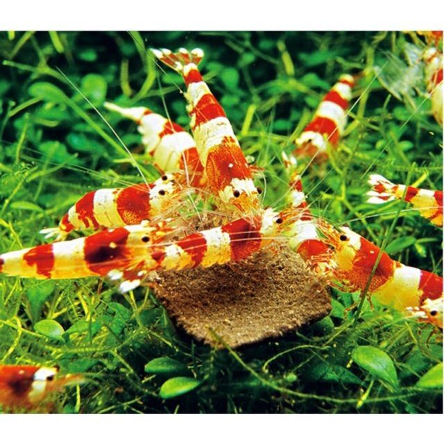 [HCM]Thức Ăn TÉP CẢNH | Cám Tép - Giúp Tép Lên Màu Đẹp - Chuyên Tép Ong 10gr