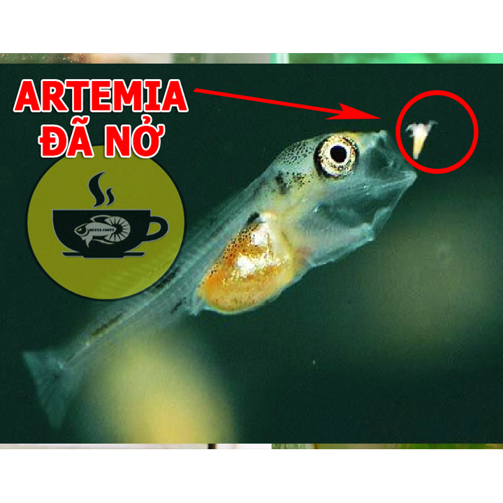 Cám BECO 2 - Thức ăn cho cá lớn 🐠 BETTA COFFY