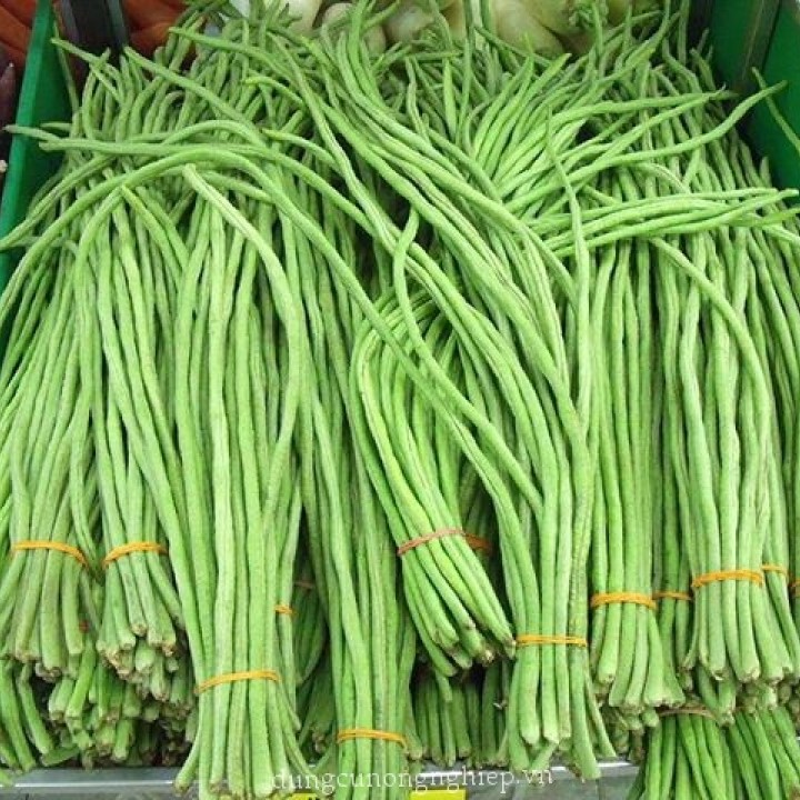 [HCM]Hạt giống Đậu Đũa Ngọt Thân Lùn