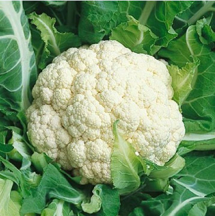 "Gói 0.2Gram "Hạt giống Súp lơ trắng [Seeds]