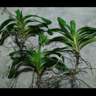 Quế trắng tháng 8,quế lan hương