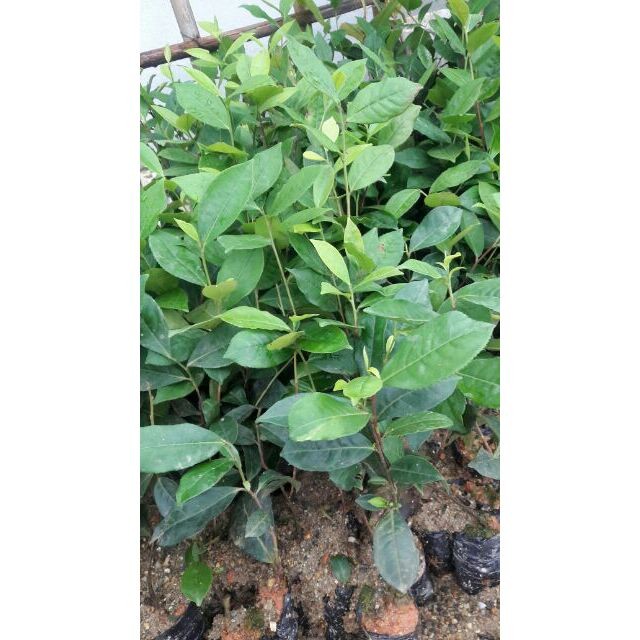 Cây giống Chè Xanh