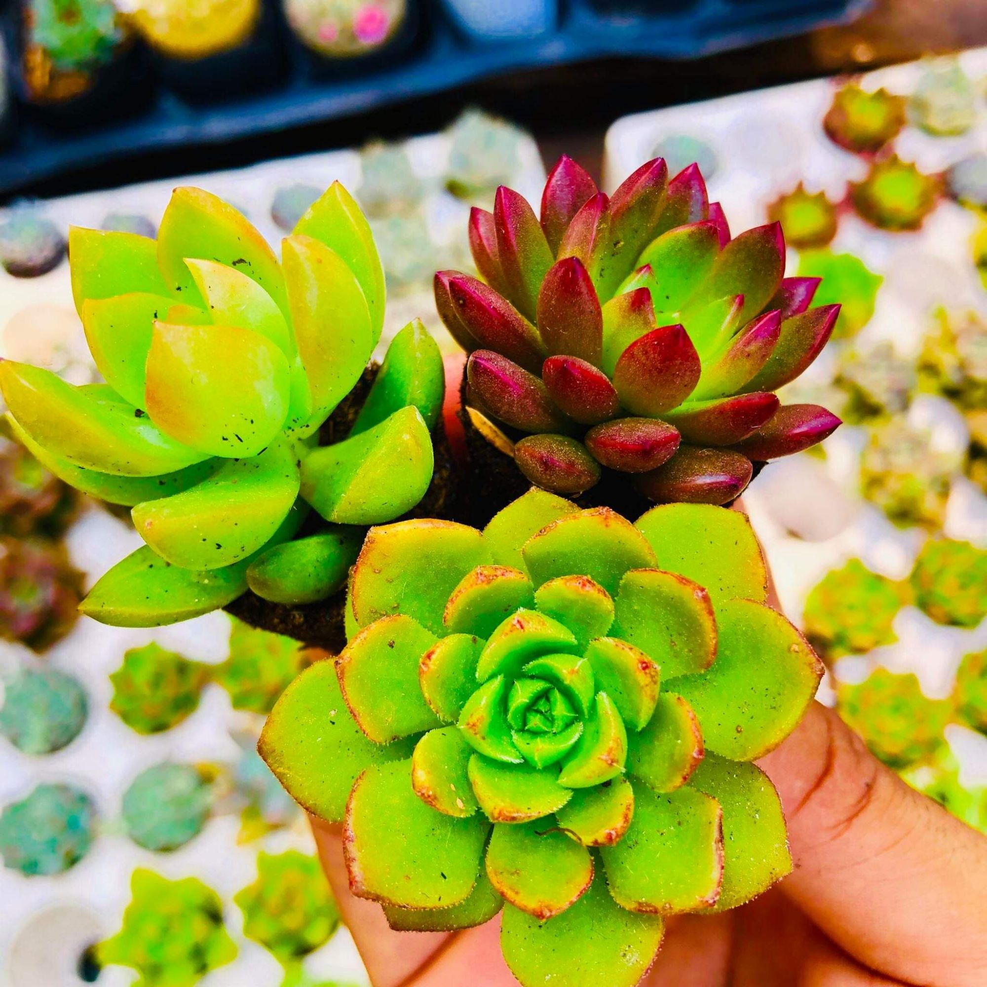 Sen đá vĩ ( gồm chậu. đất và cây )