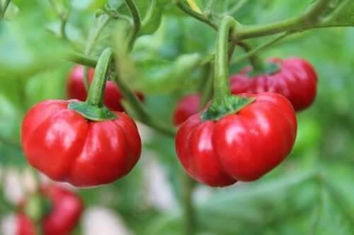 5 hạt giống ớt bí ngô