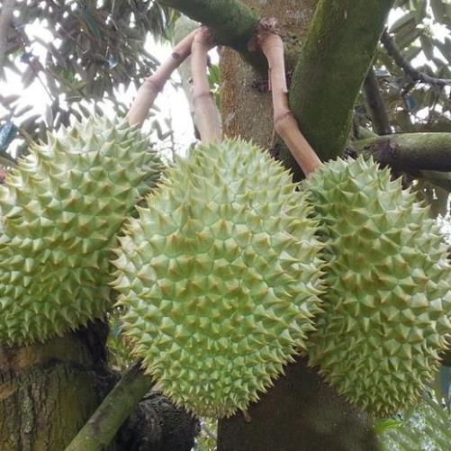 Cây giống sầu riêng ri6 hạt lép gfhgfh