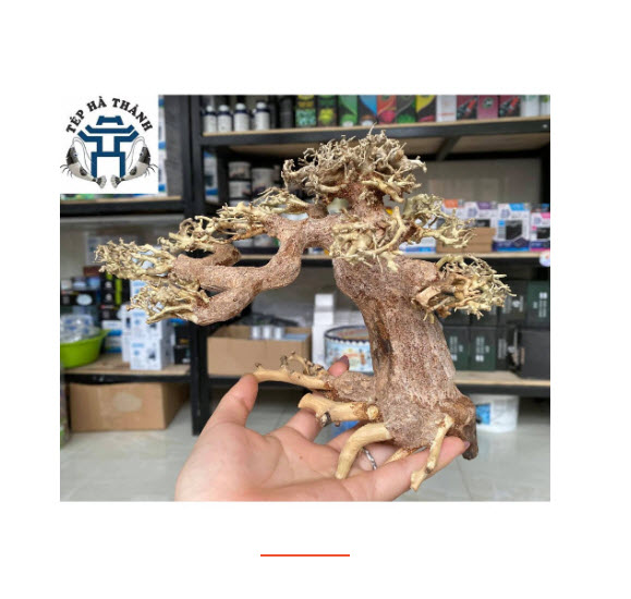 [Hoàn Tiền 10%] Lũa Bonsai Mini Trang Trí Bể Cá - Bể Thủy Sinh (D:20cm C: 15cm)