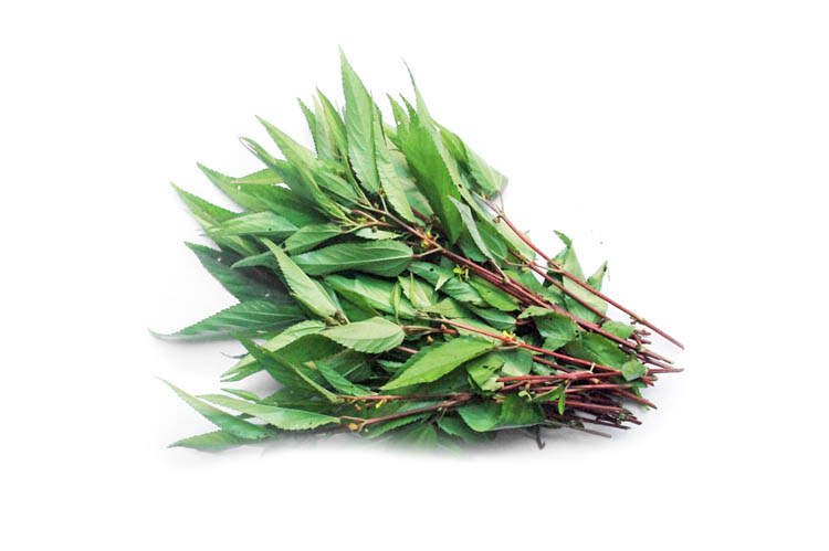 Hạt giống rau đay đỏ