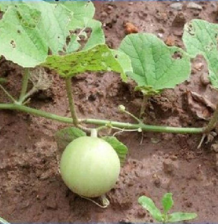Super Sweet Melon Seeds - Pack of 20 Seeds