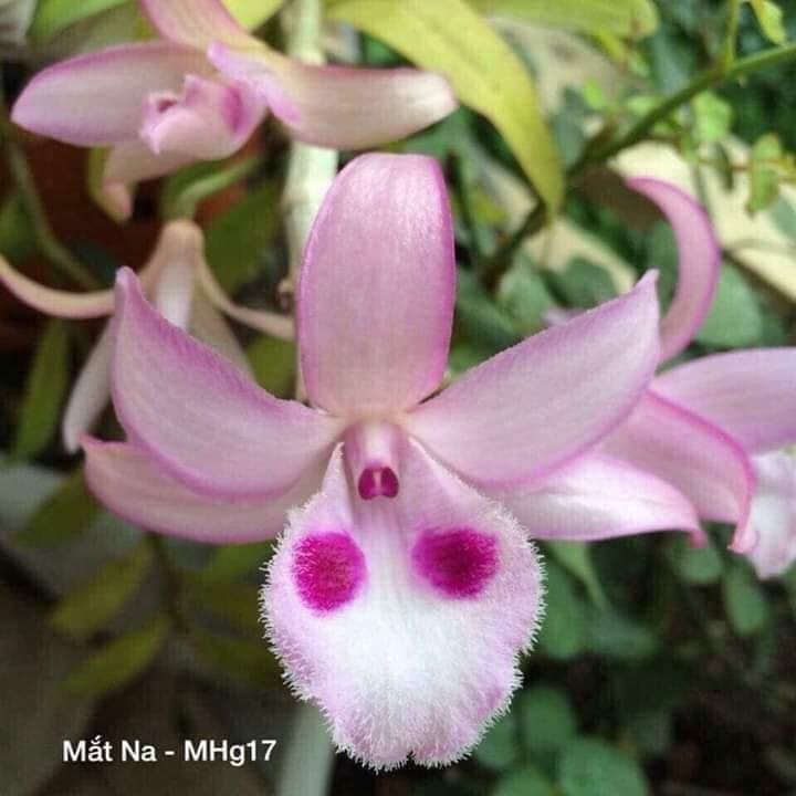 Giả hạc mắt na