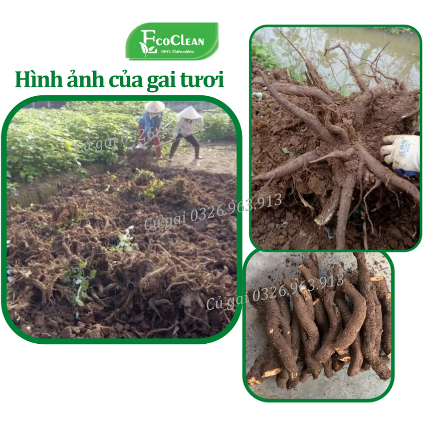 Củ gai tươi nguyên chất