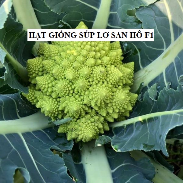 Hạt giống súp lơ san hô f1 - gói 20 hạt