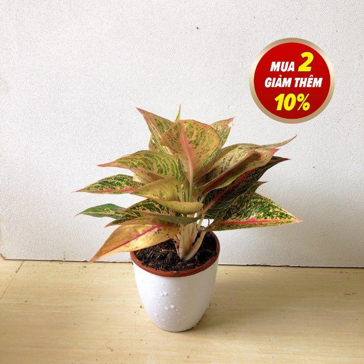 Cây thịnh vượng ( cây cung điện vàng)