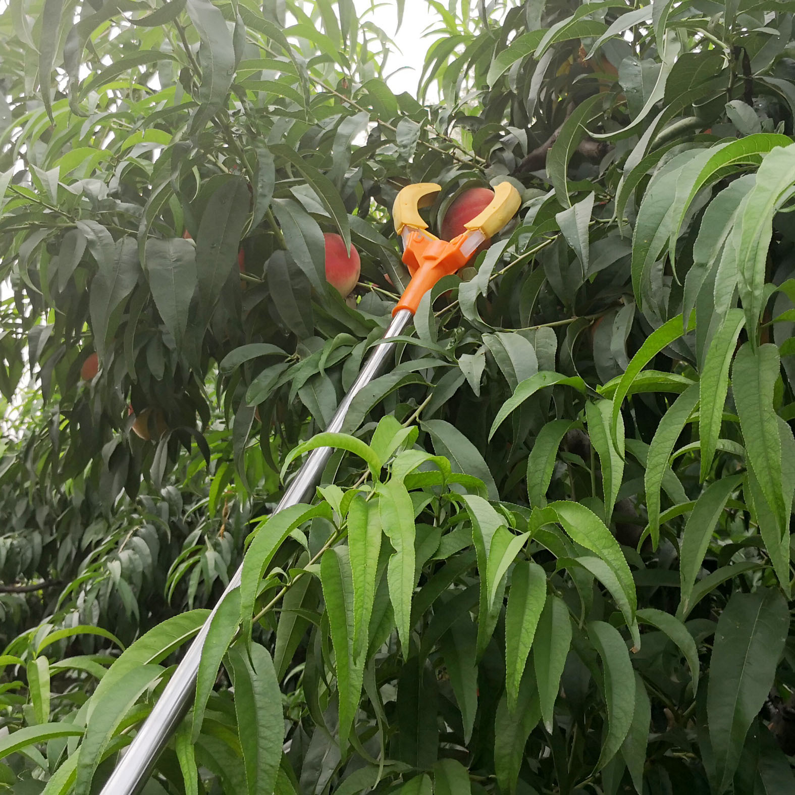 Dụng cụ thu hoạch trái cây