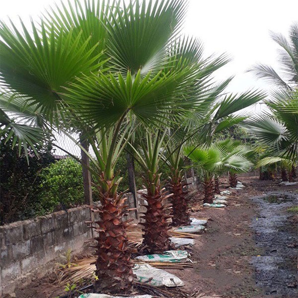 Hạt giống cây cọ mỹ ( Pritchardia filifera ) - gói 3 hạt