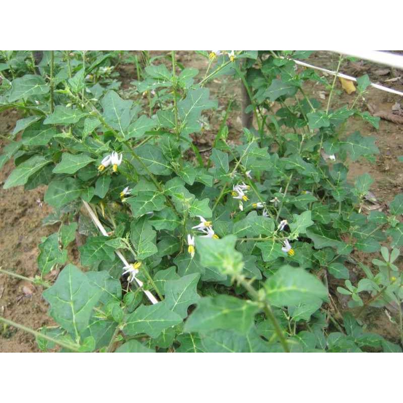 Hạt giống cây cà gai leo -0.2gr