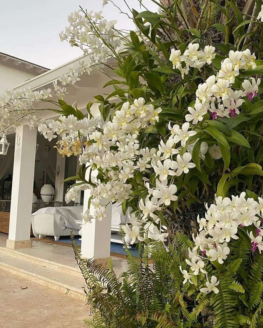 HOA LAN DENRO NẮNG 5N THƠM