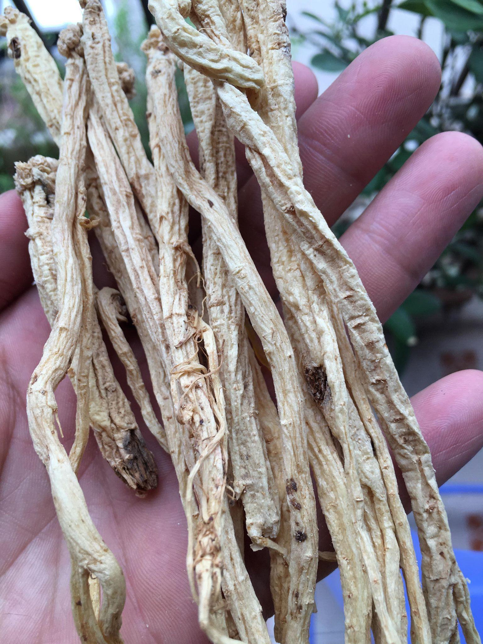 Đẳng sâm tây bắc