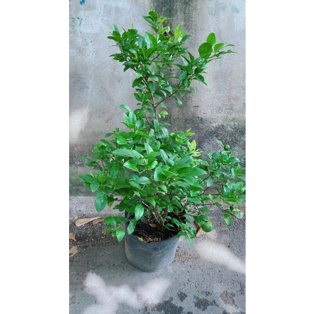 Chanh Tứ Quý Lớn