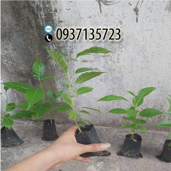 [HCM]combo 5 cây giống chuông vàng