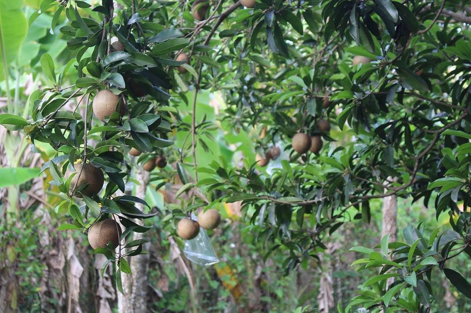 CÂY GIỐNG SAPO MEXICO