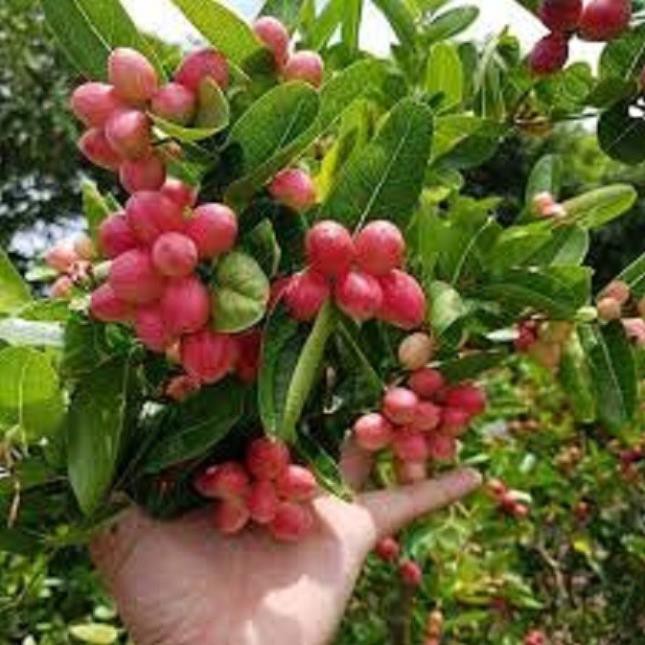 cây giống Siro,chuẩn F1- Siro giá trị thực phẩm và dược liệu