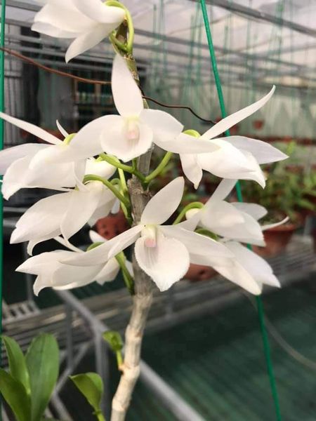Hoa lan 5ct long điền ( cao 20cm, thuần chậu)