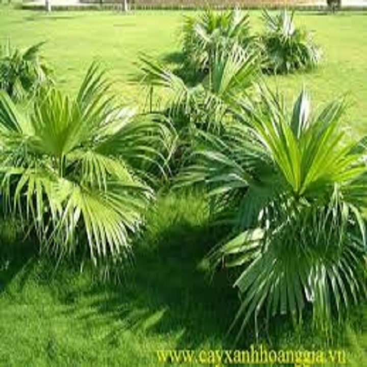 CÂY CỌ LÙN CẢNH SIÊU ĐẸP, THANH LỌC KHÔNG KHÍ VÀ MANG LẠI TÀI LỘC CHO GIA CHỦ - NCCGCCLG