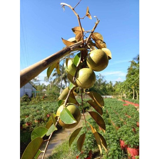Cây Giống Vú Sữa Lò Rèn Giống (5 Tháng Có Trái).