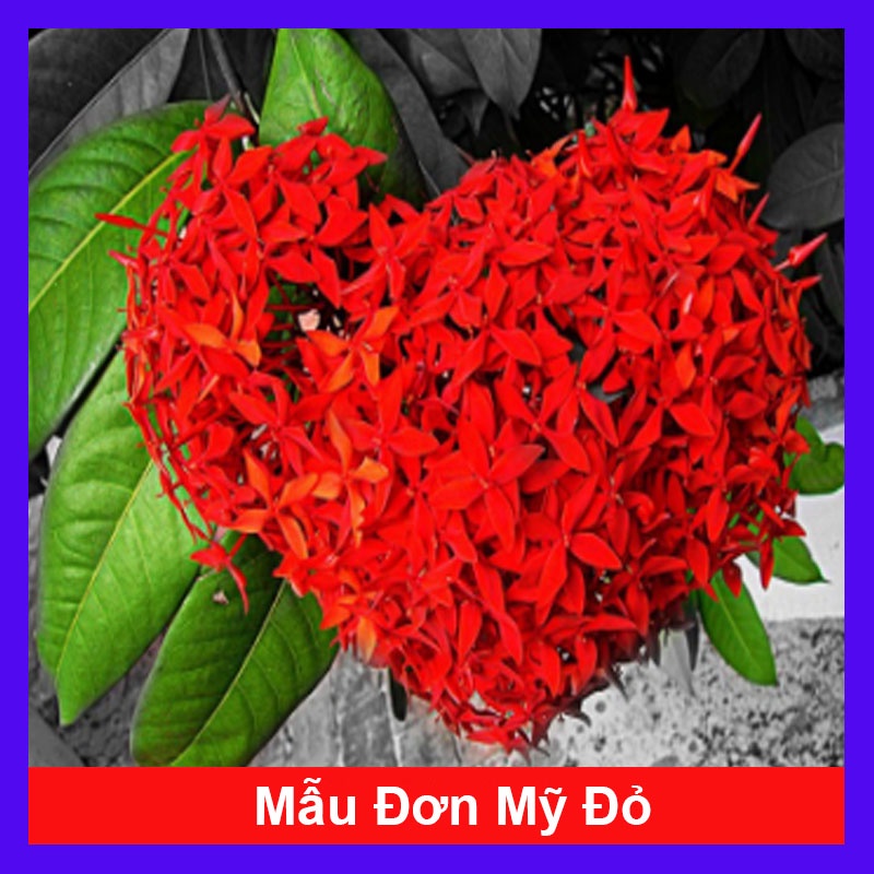 Mẫu Đơn Mỹ Đỏ - cây bông trang mỹ