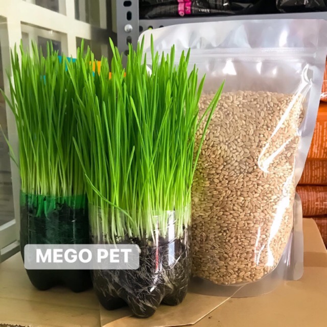 Hạt giống mầm lúa mì - mầm lúa mạch ( 1 gói 100gr )